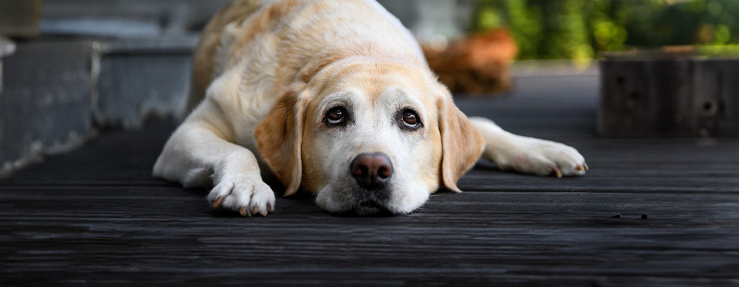 Common Health Problems in Labradors
