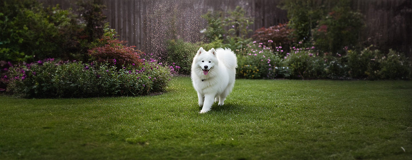 Dog Proof Your Home with a Dog Friendly Garden