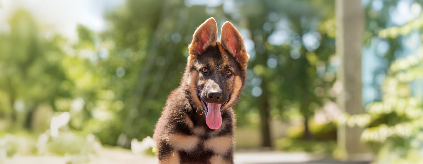 German Shepherd Names for Your New Puppy