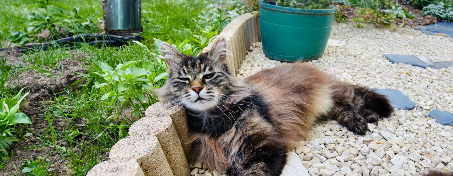 Heatstroke in Cats: Signs and How to Prevent It