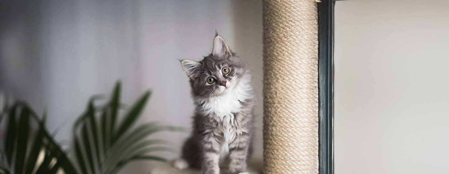 Helping a Kitten with Diarrhoea