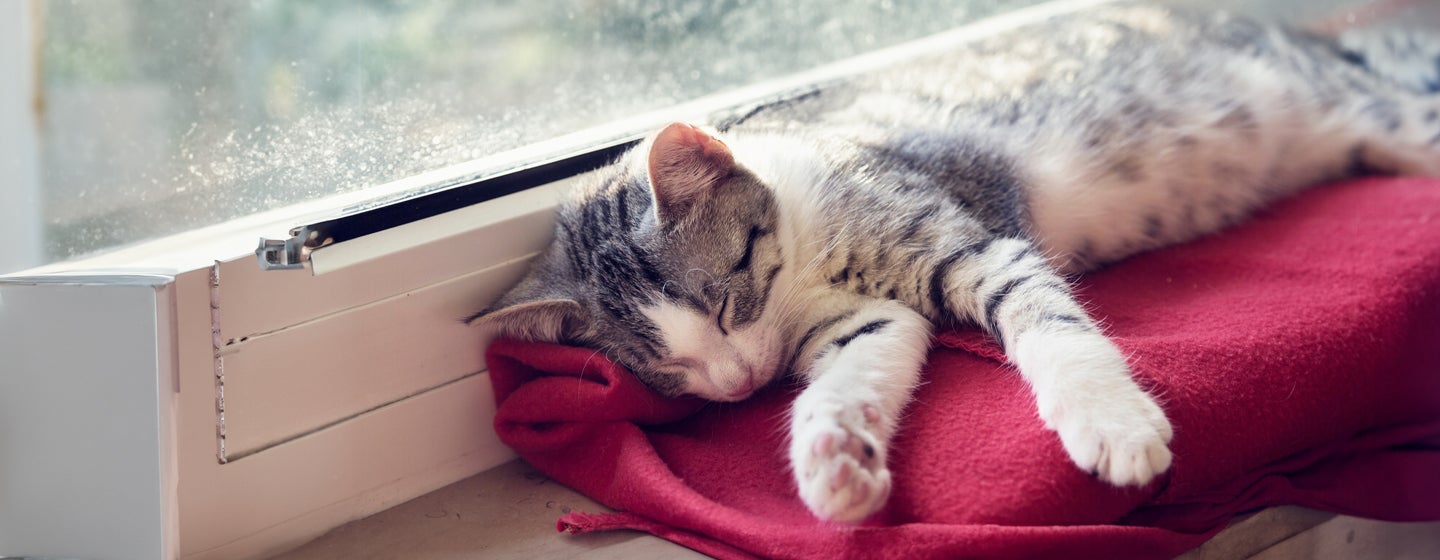 How Long Do Cats Sleep?