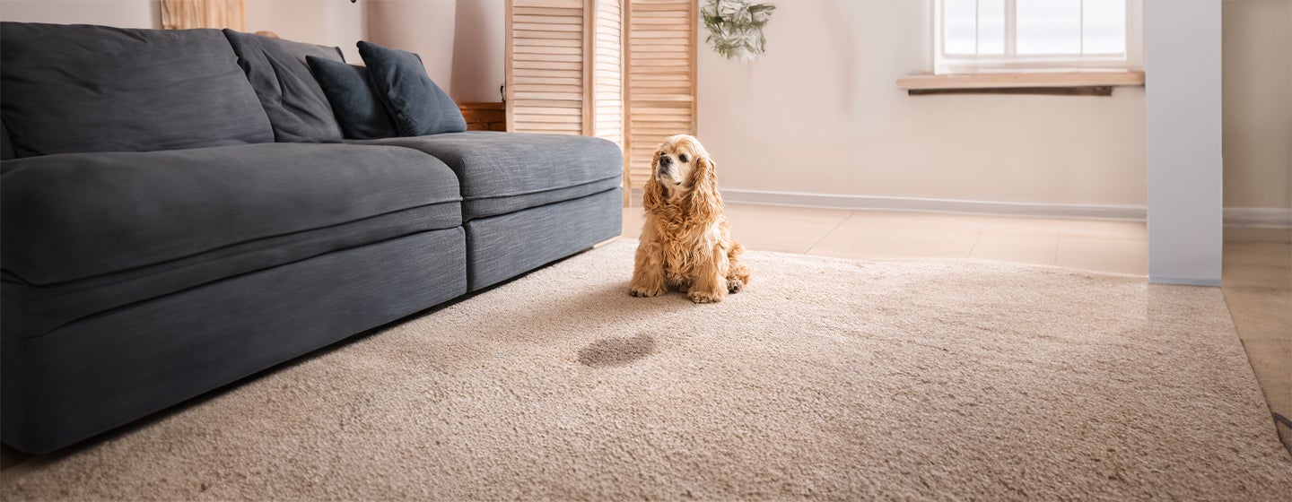 How Often Do Dogs Need to Pee?