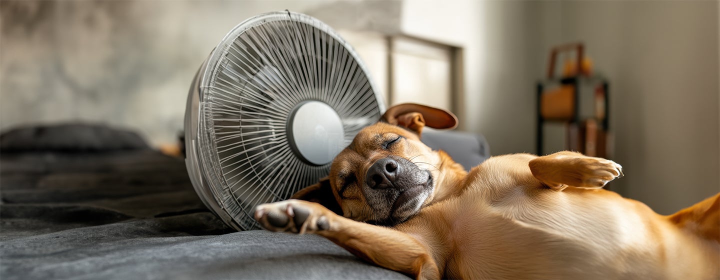 How to Cool Down a Dog and Keep Them Cool