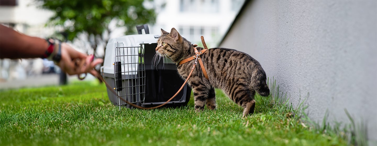 How to Leash Train a Cat