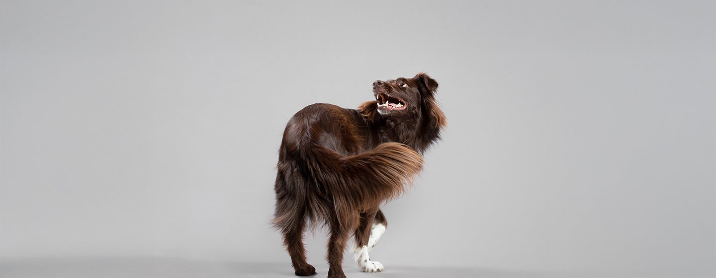 How to Teach a Dog to Spin 