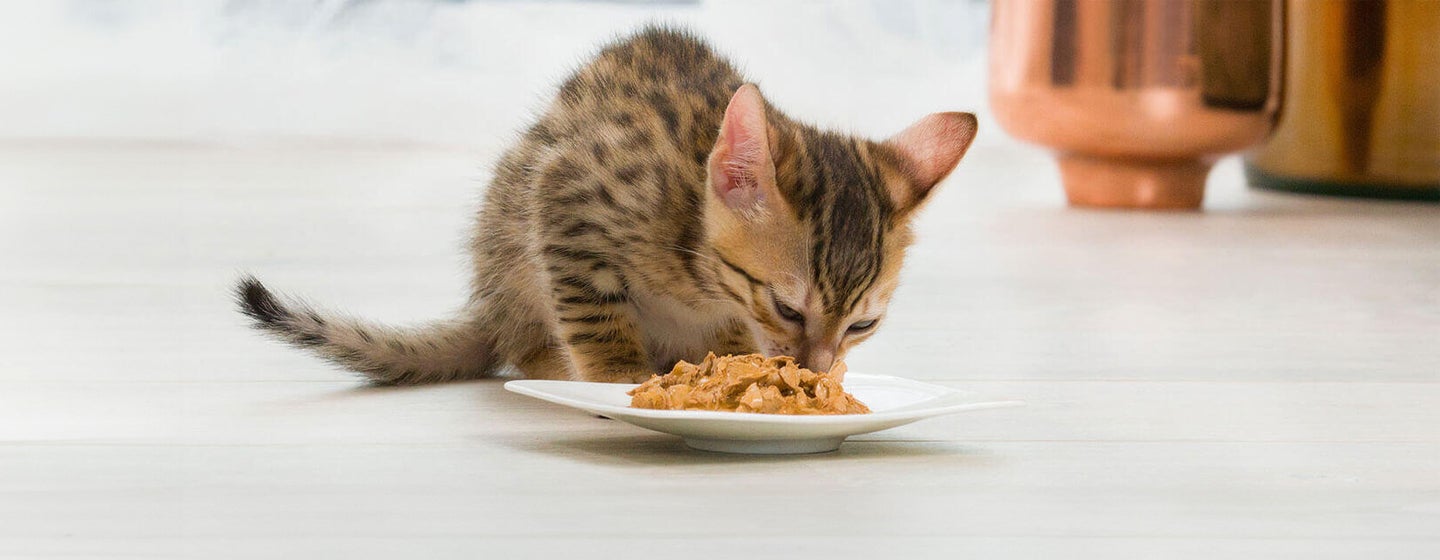 Kitten Teething Advice