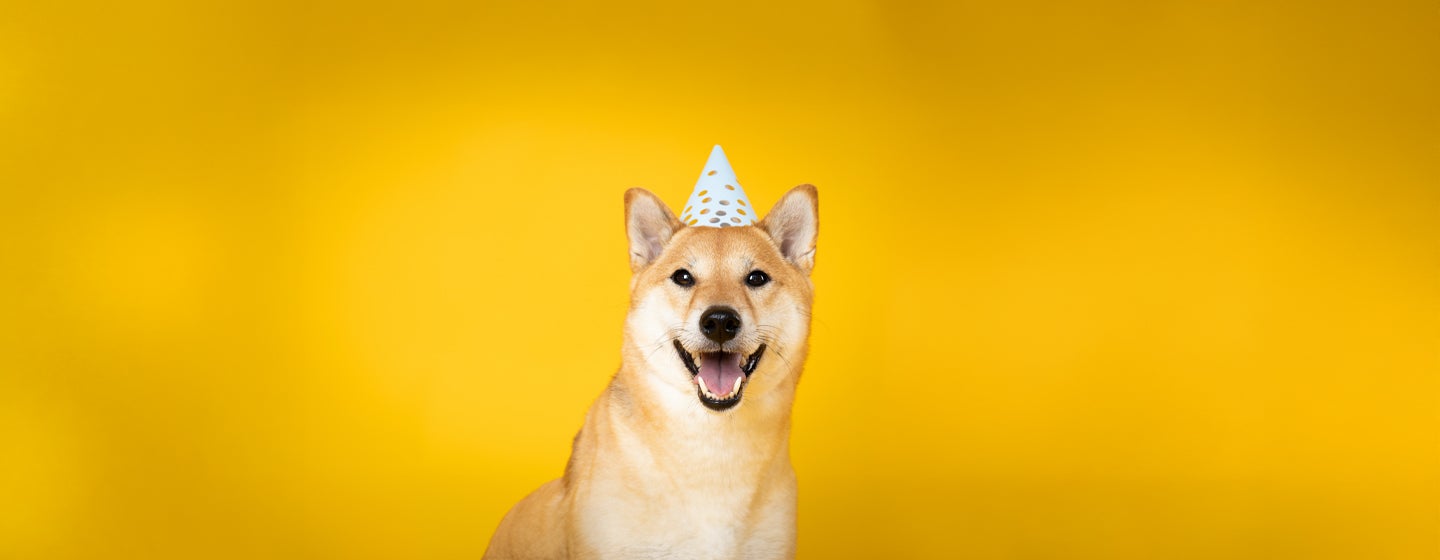 New Year’s Resolutions: A Dog’s Perspective