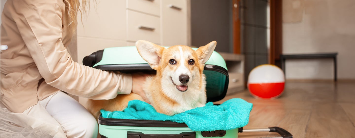 Pet friendly holiday homes