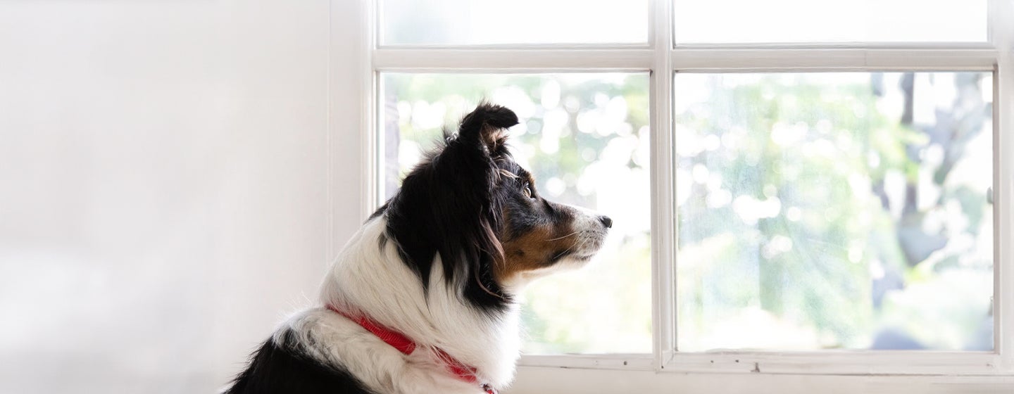 Preparing Your Dog to be Left Alone