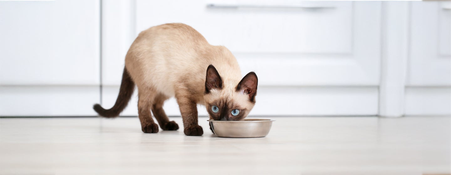 Probiotics for Cats: Why Are They So Important