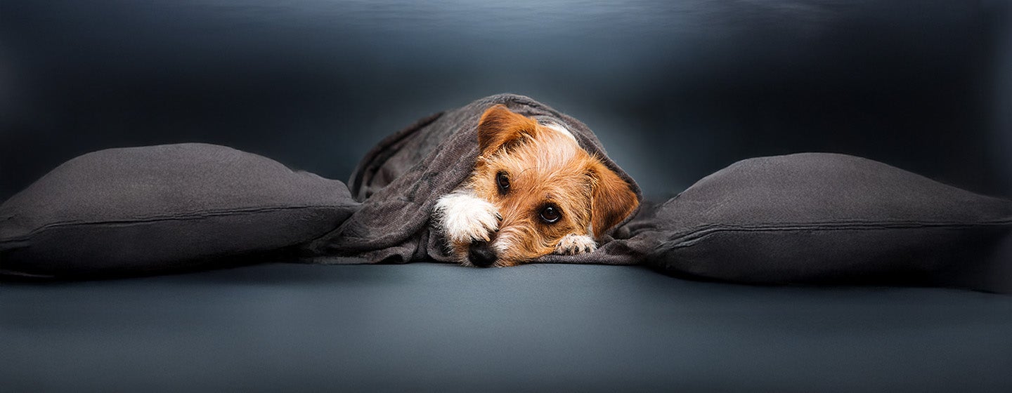 Reverse Sneezing in Dogs: Causes & How to Help 