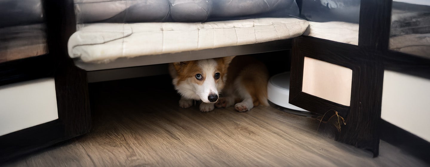 Storm Phobia: Is Your Dog Afraid of Thunder? 