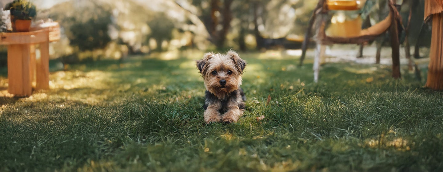 Most Popular Dog Breeds