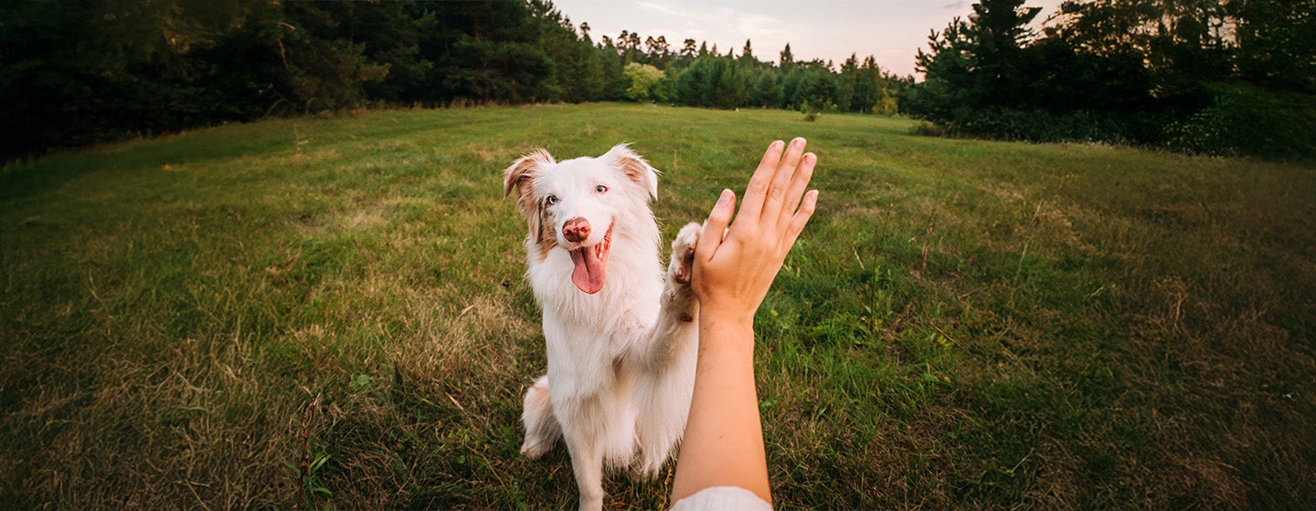 Top 8 Australian Dogs You’ll Want to Meet ASAP