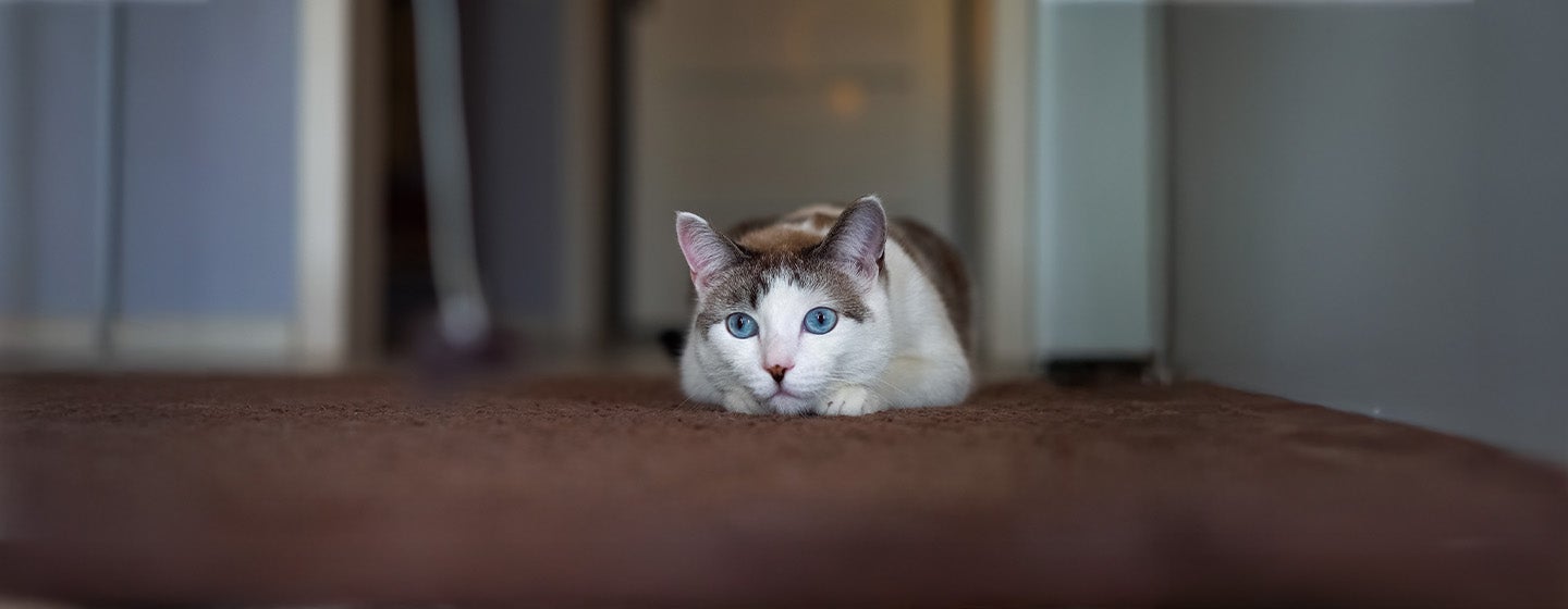 Vestibular Disease in Cats: Top Symptoms and Best Treatment