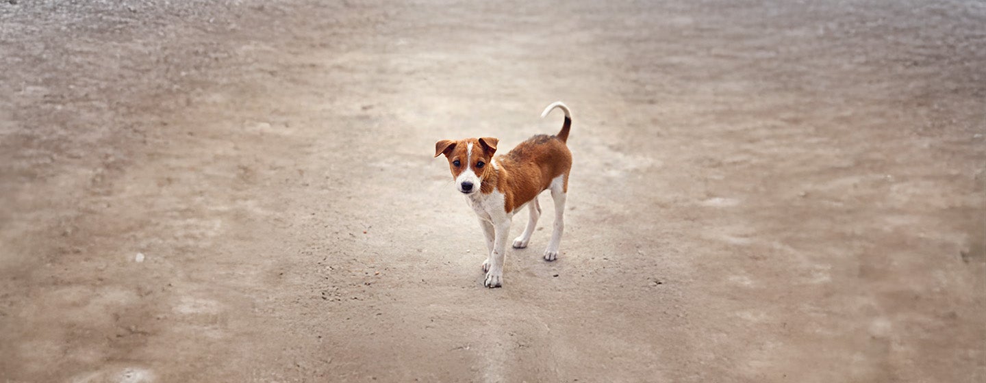 What to Do If You Found a Stray Dog
