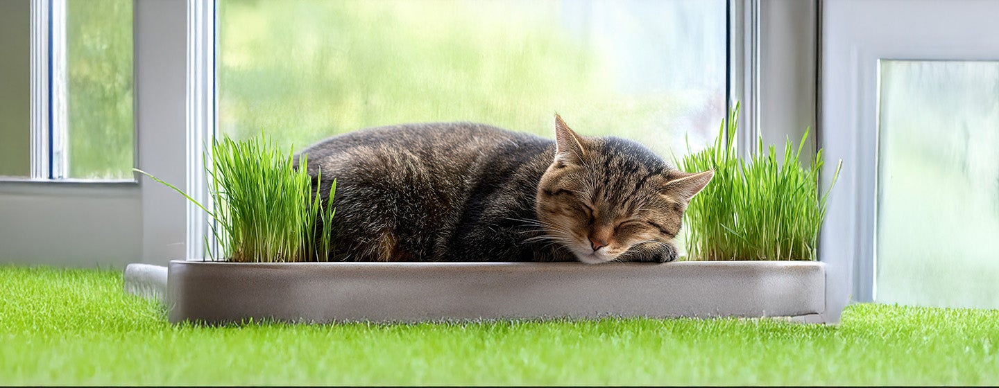 When Do Cats Stop Growing