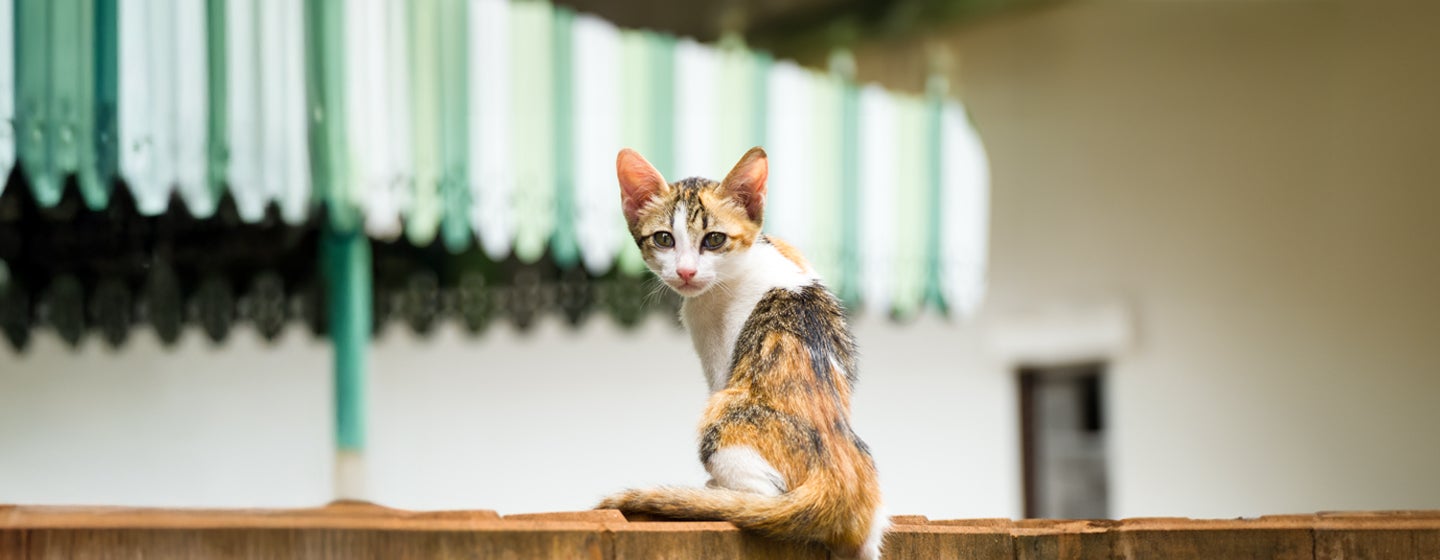 Why is My Cat Losing Weight