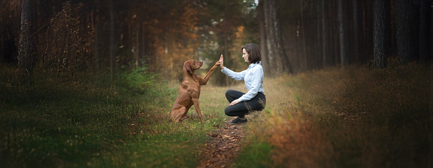 Training an Older Dog