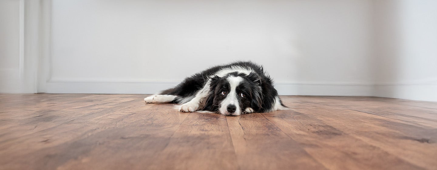 Understanding Dog Body Language