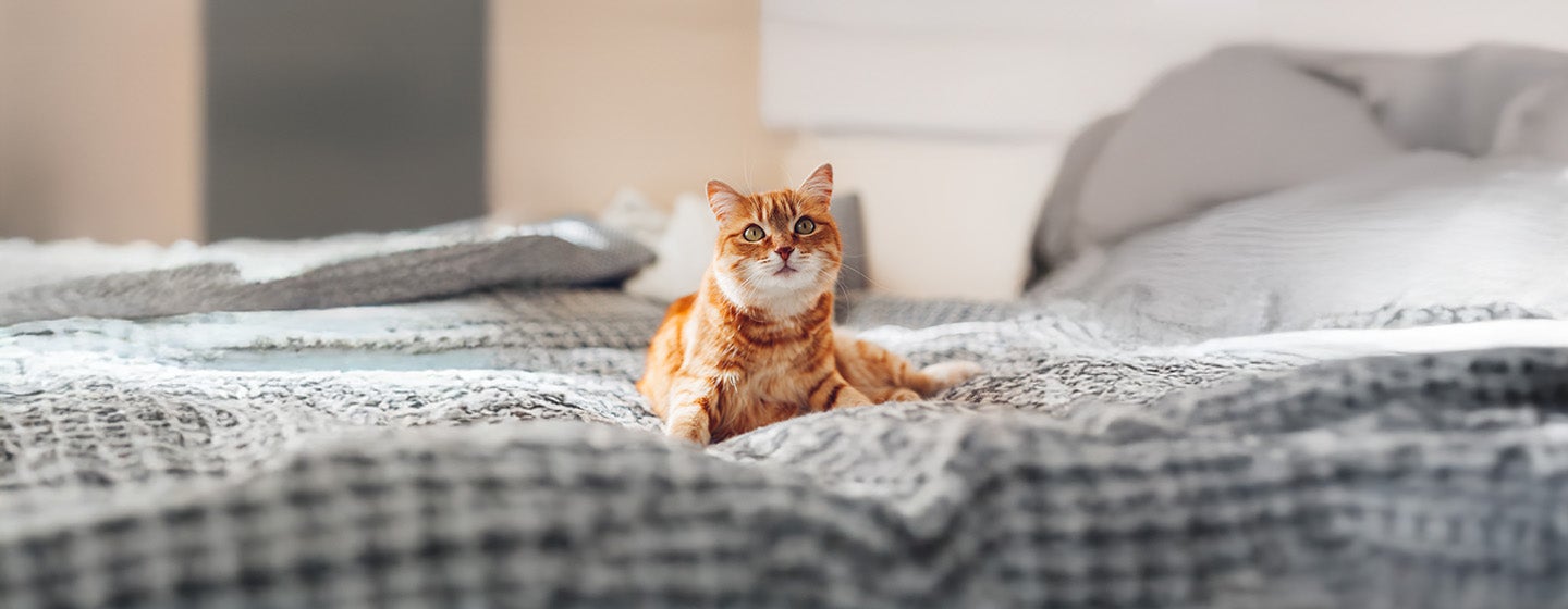 Understanding Your Cat's Body Language