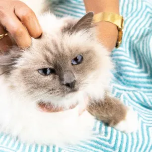 Diabetes in Cats