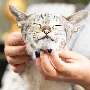 How to Give a Cat a Pill