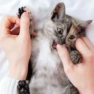 How to Stop Your Cat Biting