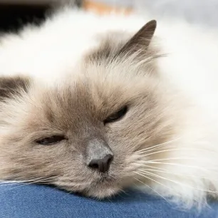 Kitten and Cat Neutering
