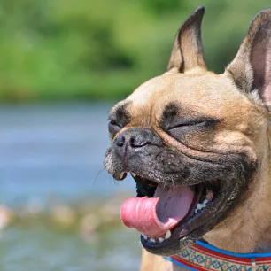 Why Do Dogs Sneeze