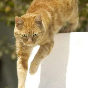 10 ways to encourage cat exercise