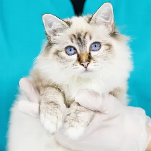 Kitten first aid