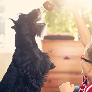 Best Dog Toys and Their Benefits for Dogs