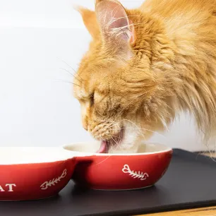 What Do Cats Eat?