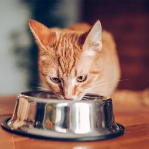Cat feeding
