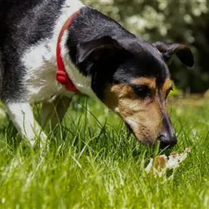 All About Dog Poop