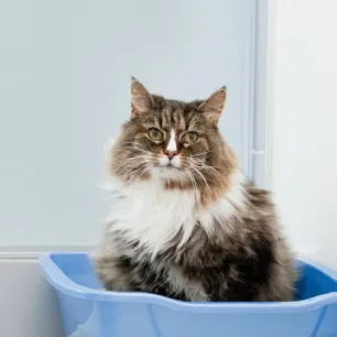 Cat Constipation Symptoms, Causes And Treatment