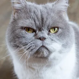 Stomatitis In Cats