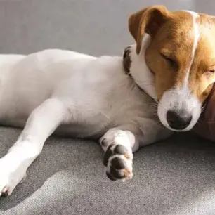 Dog Sleeping Positions
