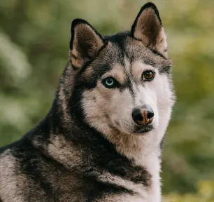 27 of the Most Stunning Mixed Breed Dogs