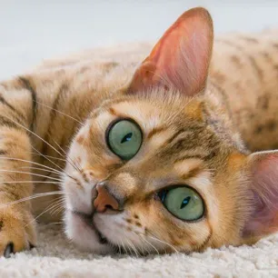 5 Reasons Why Cats Meow