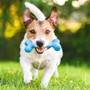 Home Remedies for Dogs that Every Owner Should Know About