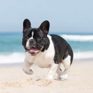  7 Popular Bulldog Breeds