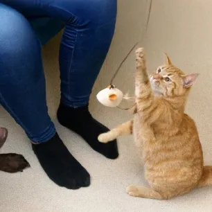 Creative Cat and Dog Enrichment Idea