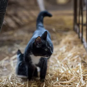Adopting a Farm or Barn Cat  Here s What to Expect