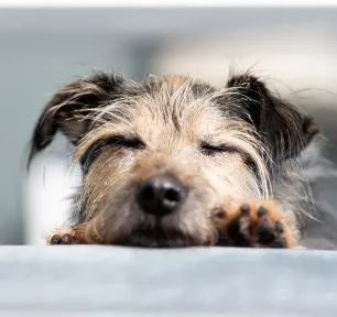 Adopting an Older Dog
