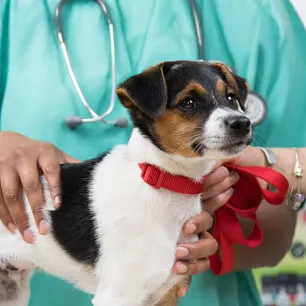 Are Antibiotics Safe for Dog