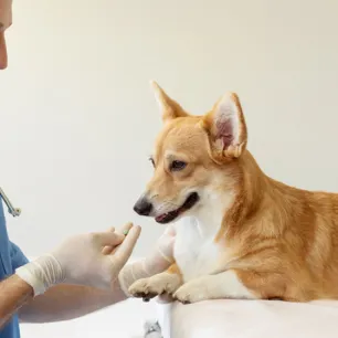 Are Pain Relievers Safe for Dog