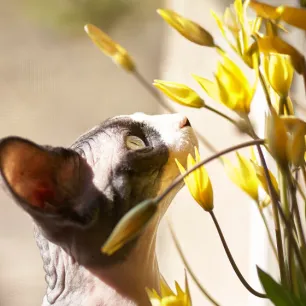 Are tulips poisonous for cats